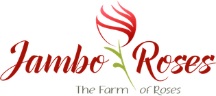 Jambo Roses